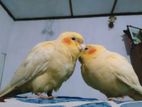 Cockatiels