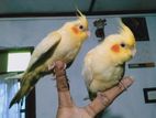 Cockatiel Bird