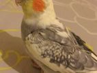 Cockatiels