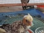 Cockatiel Birds