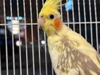 Cockatiels Birds