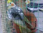 Cockatiels