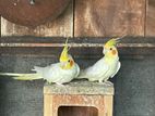 Cockatiels Birds