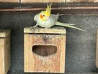 Cockatiels Birds