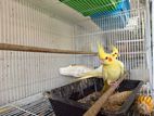 Cockatiels Bird