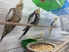 Cockatiels Bird