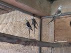 Cockatiels