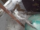 Cockatiel