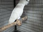 Cockatoo Bird