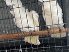 Cockatiel Bird Pair