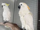 Cockatoo Pair