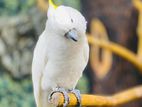 Cockatoo Bird