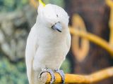 Cockatoo Bird
