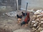 Farm Chicken