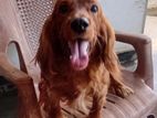 cocker spanial