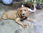 Cocker Spaniel