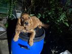 Cocker Spanial Male Puppies