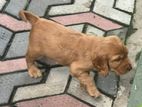 Cocker Spanial Puppy