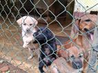 Cocker Spaniel with Dachshund Mix Puppies for A Kind Home