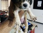 Cocker Spaniel Cross Puppies to Homes