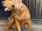 Cocker Spaniel Dog For Crossing
