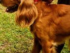 Cocker Spaniel Dog for Crossing