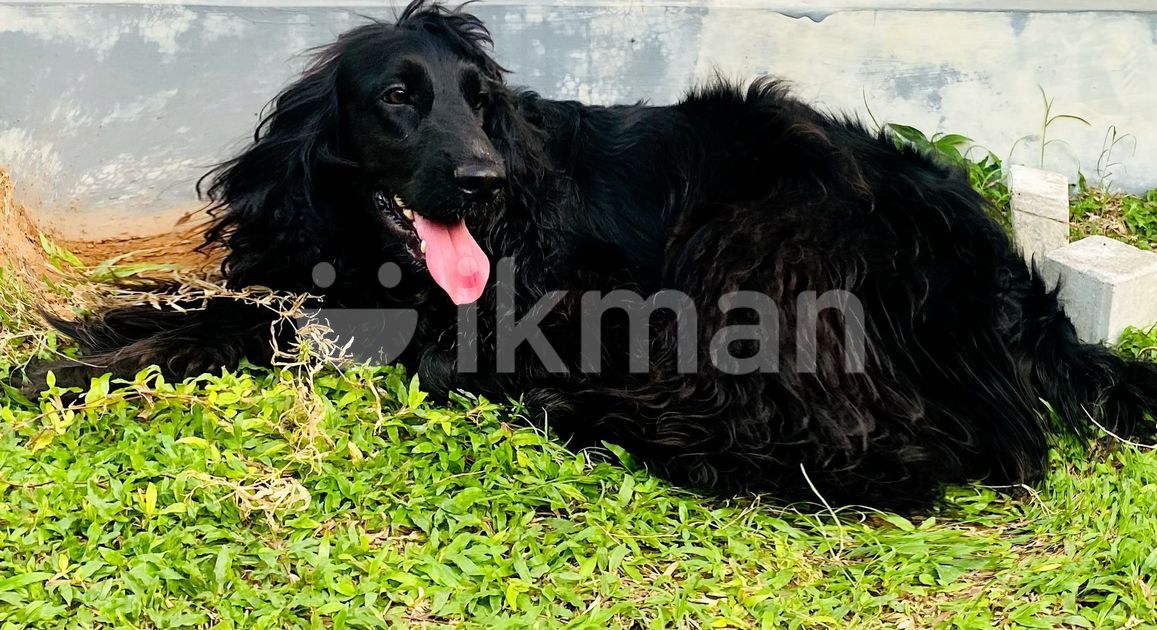 Cocker Spaniel Dog for Crossing in Kottawa ikman