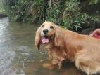 Cocker Spaniel Dog for Crossing