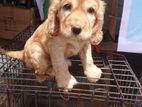 Cocker Spaniel Dog