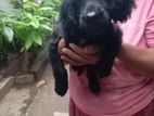 Cocker Spaniel Puppies