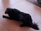 Cocker Spaniel Dog