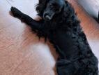 Cocker Spaniel Dog