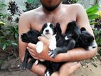 Cocker Spaniel Dogs