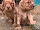 Cocker Spaniel Dogs