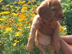  COCKER SPANIEL FEMALE PUPPY