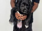 cocker spaniel female puppy for sale