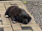 Cocker Spaniel Female Puppy