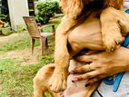 Cocker Spaniel Female puppy