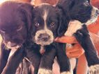 Cocker Spaniel Female Puppy