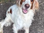 Cocker Spaniel for A Kind Home