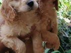 Cocker Spaniel Puppies
