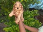 Cocker Spaniel Puppies