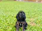 Cocker Spaniel