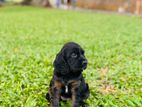 Cocker Spaniel Puppy