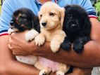 Cocker Spaniel Puppy