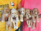 Cocker Spaniel Puppies