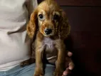 Cocker Spaniel