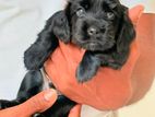 Cocker Spaniel Puppy