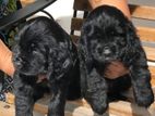 Cocker Spaniel Puppies