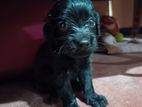 Cocker Spaniel Puppy